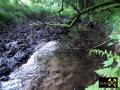 Lochborner Bergwerksteich bei Bieber im Nordspessart, Hessen, (D) (11) 31. Mai 2014 Zufluss.JPG